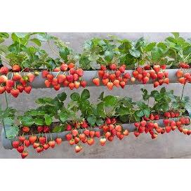 Just 1 water pipe, You can grow super fruit hanging strawberries