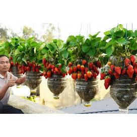 Growing Strawberries in Plastic Bottles - Surprising Results!