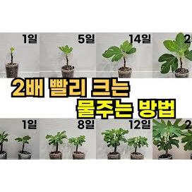 화분 물주는방법과 부피계산기