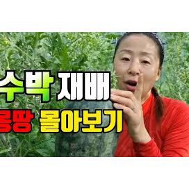 텃밭 수박재배 몰아보기. 수박심기 부터 꿀수박 고르는 방법까지