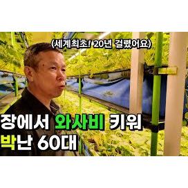 50평 스마트팜 공장에서 와사비를 20년만에 세계최초 개발해 대박난 60대 대표의 하루 / 와사비팜. 생와사비. 고추냉이.