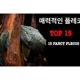 15가지 독특한 플레코 물고기 종류를 알아보세요 / Pleco Panache:Discover 15 Unique Pleco Fish Types!