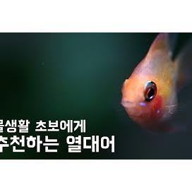 열대어 초보에게 추천하는 열대어 / 사랑스러운 골든볼 라미네지