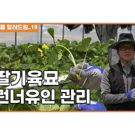 딸기육묘 런너유인 및 관리 딸기재배기술