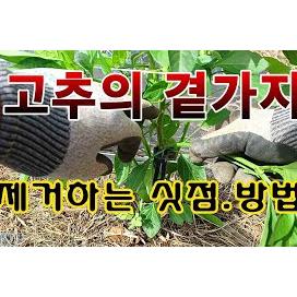 [텃밭농부. 1,089]  고추의 곁순 제거하는 싯점과 방법 #고추재배