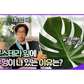 식물계 고수님들 요건 몰랐죠?! 관엽식물 찐 지식 방출합니당