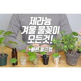 제라늄 겨울 물꽂이의 모든것 주의할 점! 빠른 발근법-홈가드닝 아파트정원 HomeGardening#pelargonium