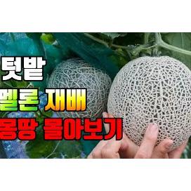 텃밭 멜론재배 몽땅 몰아보기. 심고 순치고 수확까지